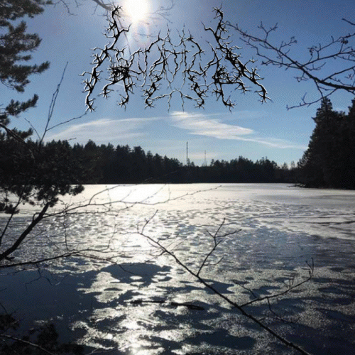 Sciatica (SWE) : Tårflöde